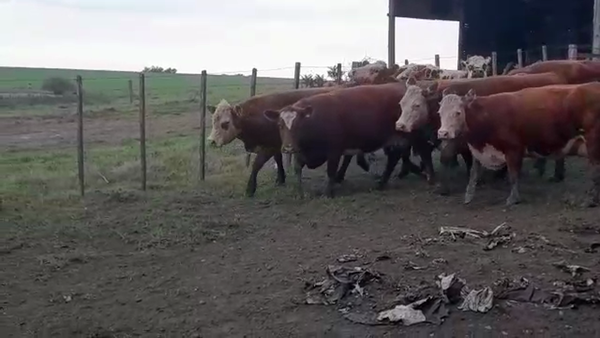 Lote (Vendido)8 Vaquillonas Vacas Preñadas HEREFORD/ ANGUS en CUFRE