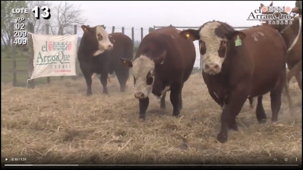 Lote 3 Toros Braford - Santa Anita, Entre Rios