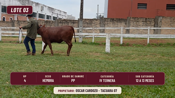 Lote LOTE 3