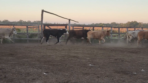 Lote 50 Novillos en San Lorenzo, Corrientes