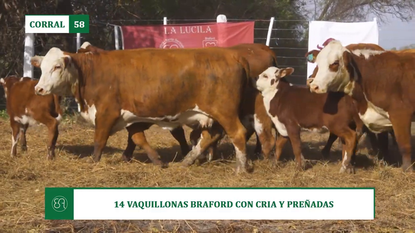Lote 14 VAQUILLONAS BRAFORD CON CRIA Y PREÑADAS