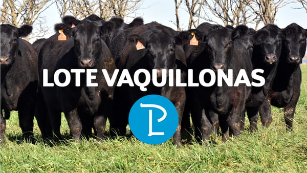 Lote 13 Vaquillonas Negras