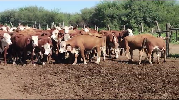 Lote 56 Terneros/as en Vilelas, Santiago del Estero