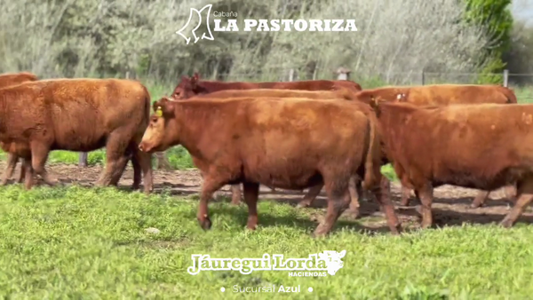 Lote 7 Vaquillonas G/P