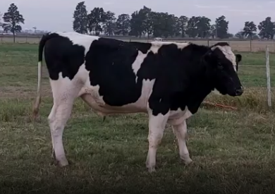 Lote Renacer Lucio Unix