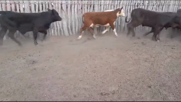 Lote 62 Novillitos en Villaguay, Entre Ríos