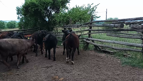 Lote 28 Ternero en VII  Región Maule, Hualañé