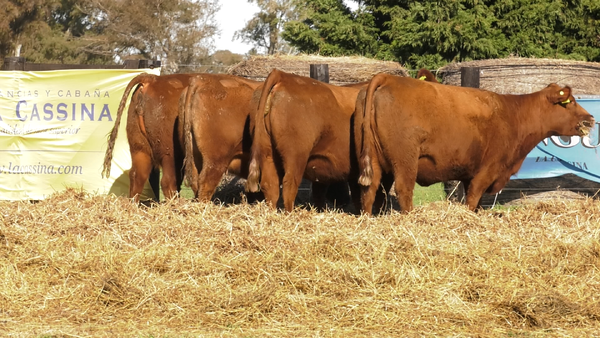 Lote VACAS SEGUNDA PARICION ANGUS PURO CONTROLADAS PREÑADAS