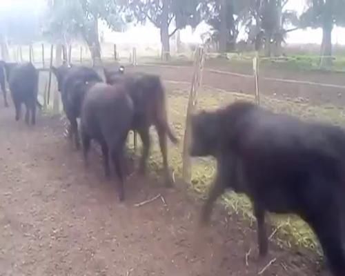 Lote 50 Terneros/as de 190Kg en Gral. Paz, Buenos Aires