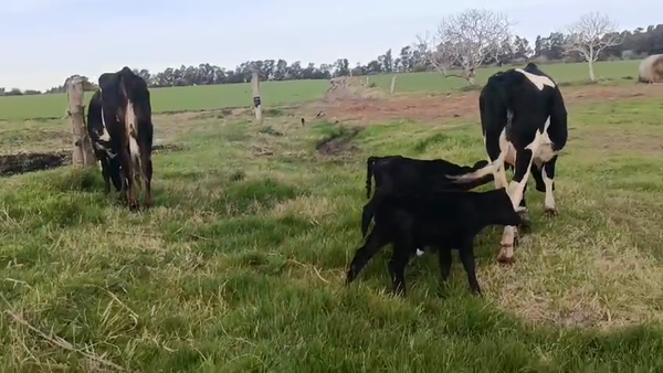 Lote 2 Vaquillonas  400kg - , San José