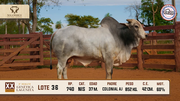 Lote Lote 36