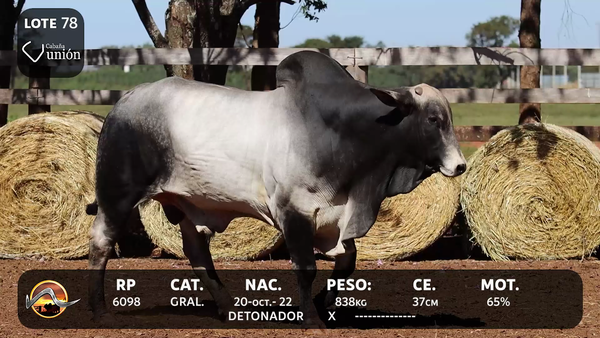 Lote LOTE 78