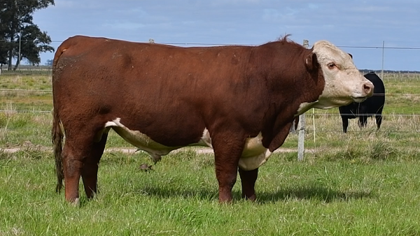 Lote Toros Hereford