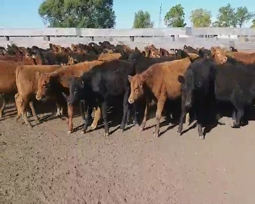 Lote 75 Terneros en Villaguay, Entre Ríos