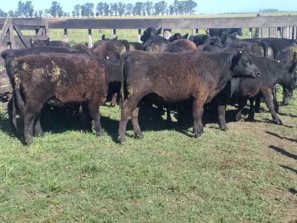 Lote 18 Terneros/as en Urdampilleta, Buenos Aires