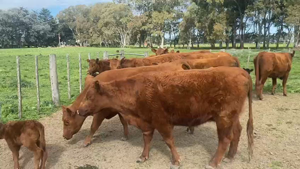 Lote 9 Vaquillonas C/ cria en Brandsen, Buenos Aires