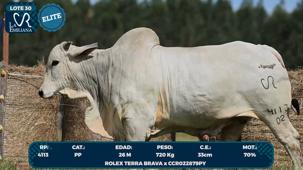 Lote LOTE 30- ELITE
