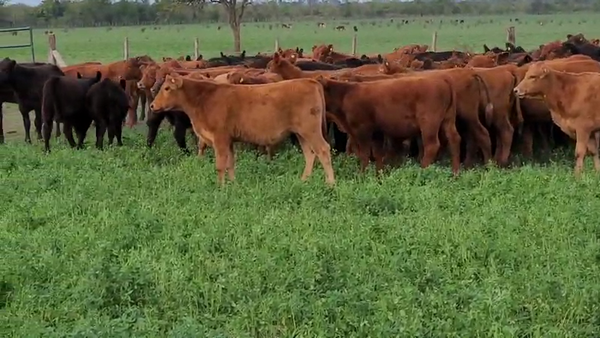Lote 120 Terneros en Villaguay, Entre Ríos
