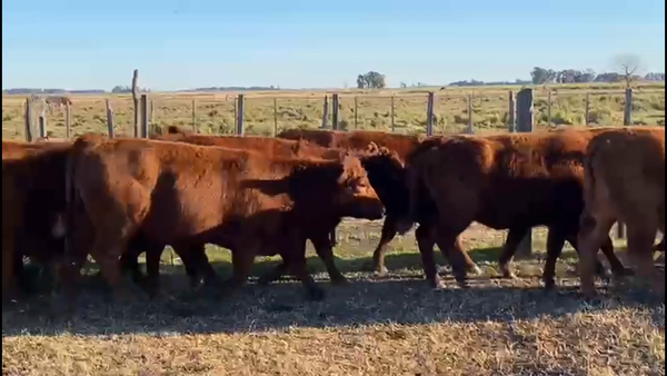 Lote 24 Vaquillonas P/ Servicio