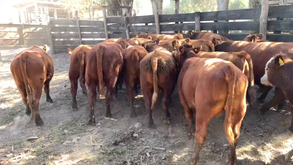 Lote 25 Ternero en Longaví, VII  Región Maule