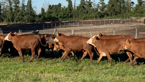 Lote 60 Terneras en Corrientes, Monte Caseros