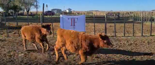 Lote 85 terneras - Tres Algarrobos Pcia Bs As