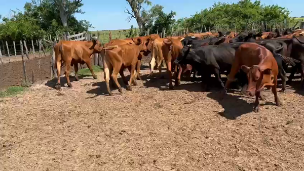 Lote 43 Vaquillonas en Esquina, Corrientes