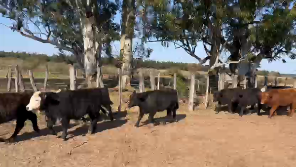 Lote 83 Terneros/as