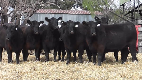 Lote VAQUILLONAS PURAS CONTROLADAS CON GARANTÍA DE PREÑEZ