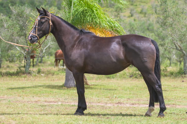 Lote Energia del Mavial