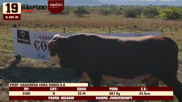 Lote LOTE 19