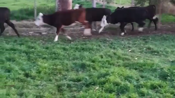 Lote 6 Terneras ANGUS 190kg - , San José