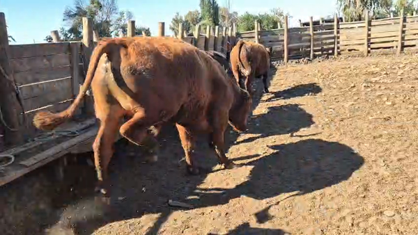 Lote 45 Novillo Gordo en Pelarco, VII  Región Maule