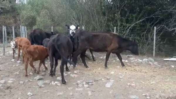 Lote 10 Piezas de cría Angus en Ruta 23 Km 122