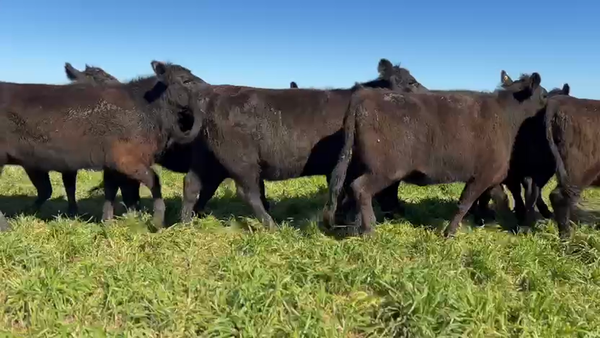 Lote Vaquillonas MAS de 24 meses de Willis