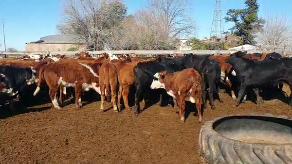 Lote 50 Terneros y 50 terneras Braford y cruzas británicas en Nelson, Santa Fe