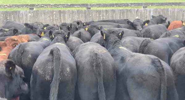 Lote 60 Ternero en Futrono, XIV Región Los Ríos