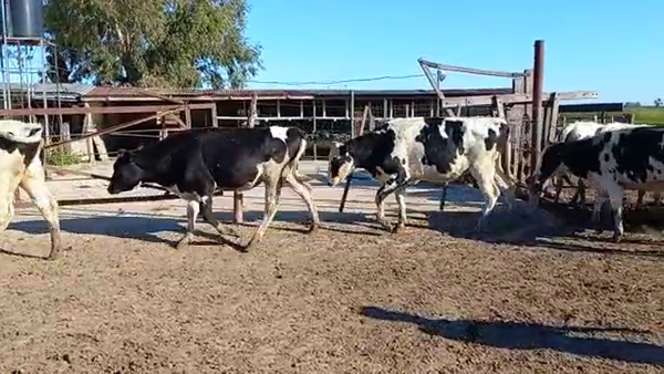 Lote Vaquillonas para entorar - Agropecuaria Jose Bressi