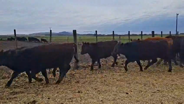 Lote 134 Novillitos en Buenos Aires, Tandil