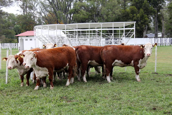 Lote VAQUILLONAS PREÑADAS PR HEREFORD -PARICION OTOÑO 2022-