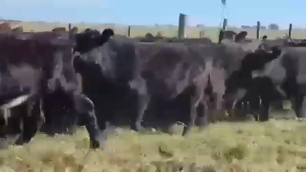 Lote 70 Terneros en Dolores, Buenos Aires