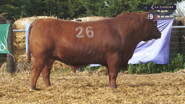 26 -  40930C — TOROS ANGUS PURO CONTROLADO