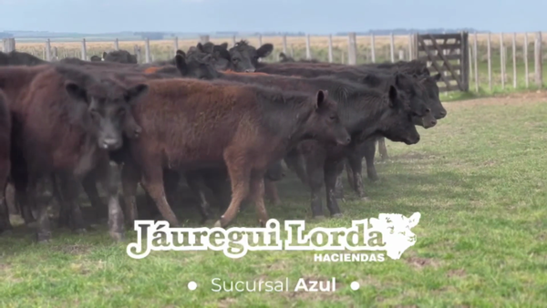 Lote 96 Terneros/as