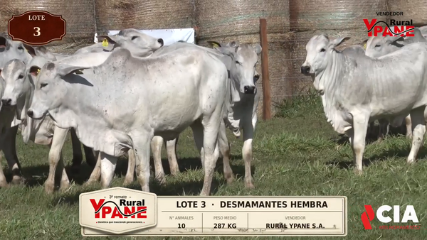 Lote Lote 3