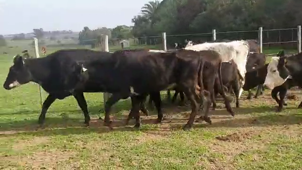 Lote 16 piezas de cría angus y cruzas
