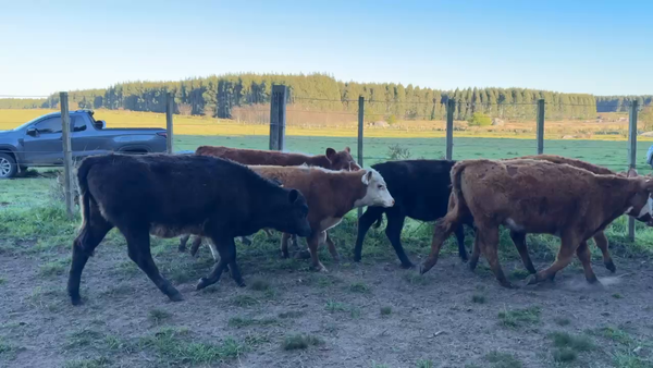 Lote TERNEROS Y TERNERAS