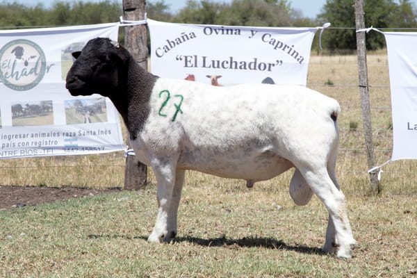 Lote OVINO DORPER MACHO PPC