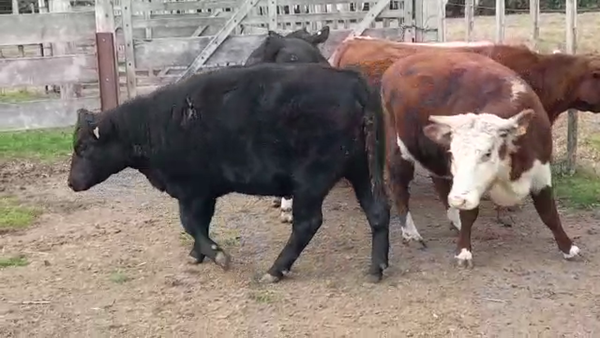 Lote (Vendido)5 Vaquillonas/Vacas Gordas 440kg -  en PLAYA FOMENTO