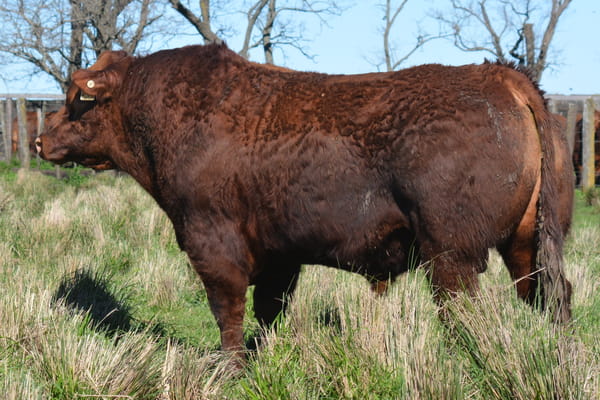 645 — TOROS PP 3 años