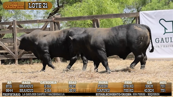 Lote LOTE 21 - VIVO